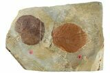 Plate with Two Fossil Leaves (Two Species) - Montana #268343-1